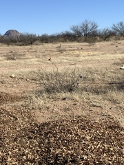 Pyrocephalus rubinus