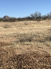 Pyrocephalus rubinus