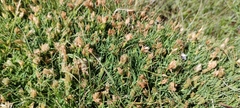 Phylloscirpus