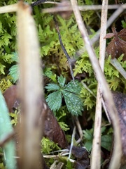 Potentilla canadensis