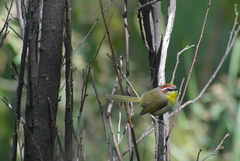 Basileuterus rufifrons