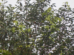 Ficus sundaica