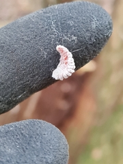 Coelostomidia zealandica
