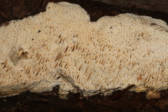 Antrodia heteromorpha