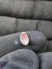 Coelostomidia zealandica