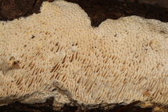 Antrodia heteromorpha