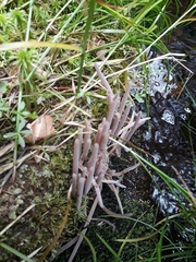 Alloclavaria purpurea