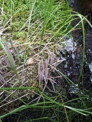 Alloclavaria purpurea