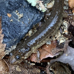 Desmognathus amphileucus