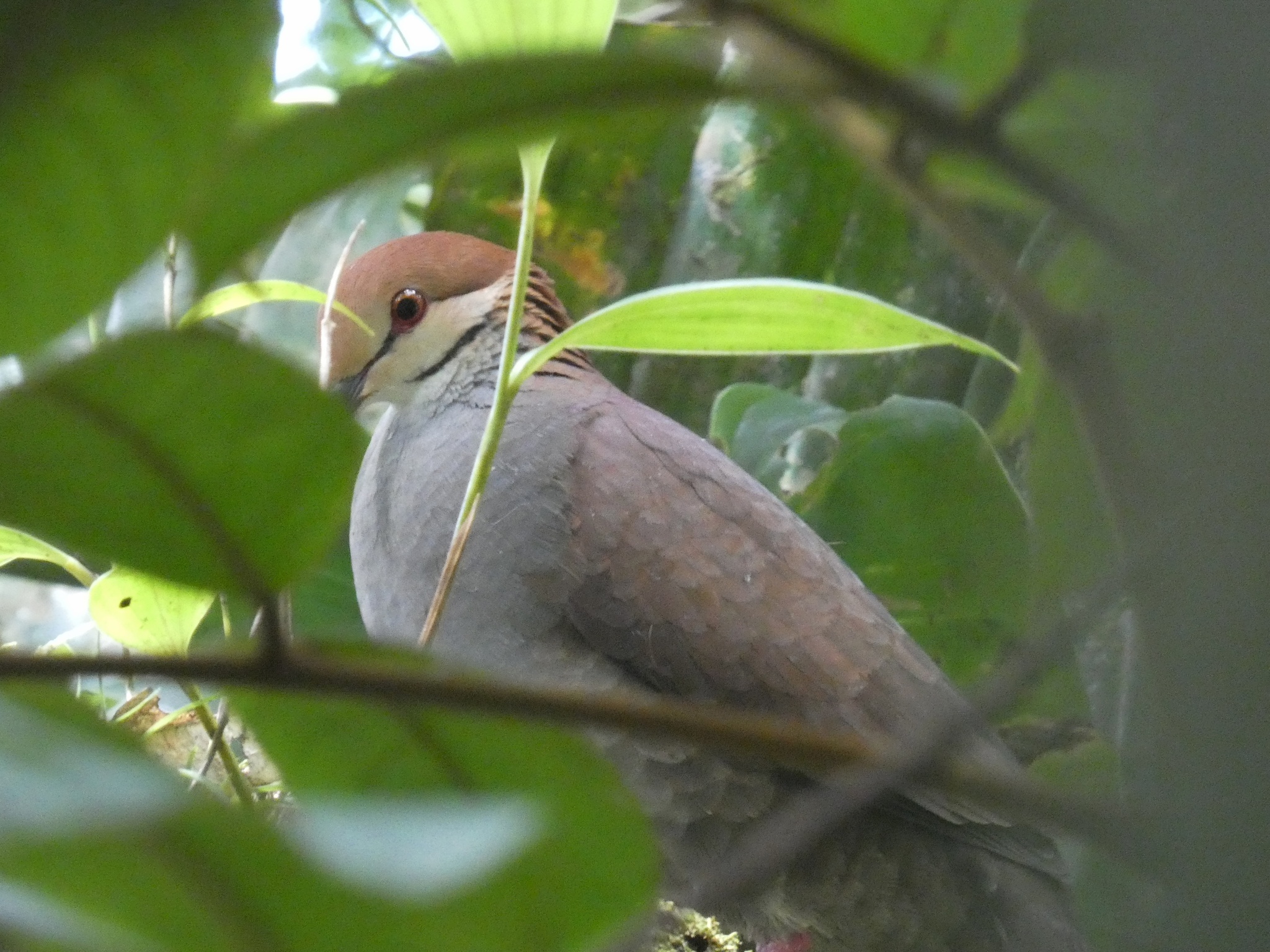 Russet-crowned Quail-Dove (Zentrygon goldmani), photo 3