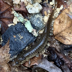 Desmognathus amphileucus