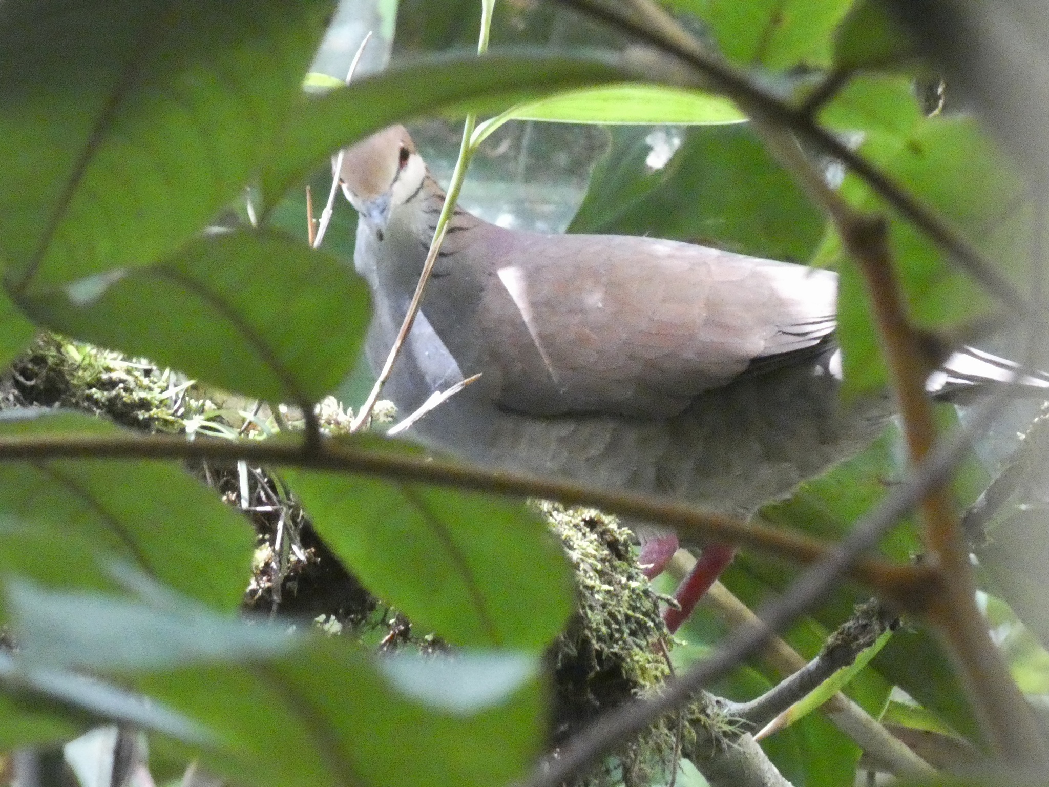 Russet-crowned Quail-Dove (Zentrygon goldmani), photo 4