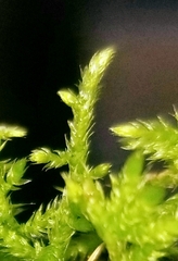 Brachythecium rivulare