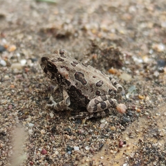 Rhinella arenarum