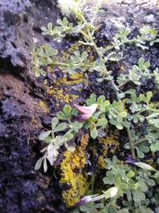 Lotus azoricus