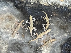 Ptyodactylus hasselquistii