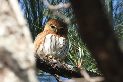 Glaucidium