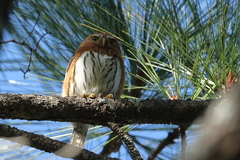 Glaucidium