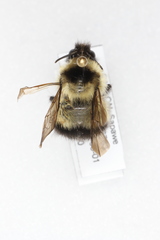 Bombus sandersoni