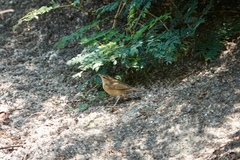 Phylloscopus fuscatus