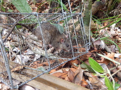 Rattus tiomanicus