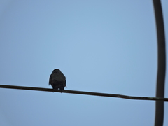 Cynanthus latirostris