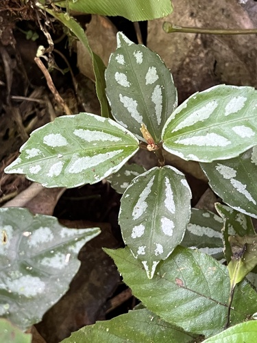 Pilea cadierei