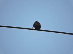 Cynanthus latirostris