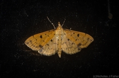 Herpetogramma cynaralis