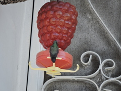 Cynanthus latirostris