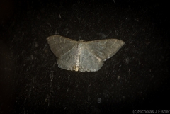 Idaea coercita