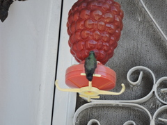 Cynanthus latirostris