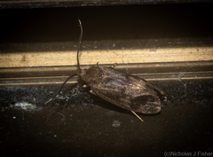 Pycnocera hypoxantha