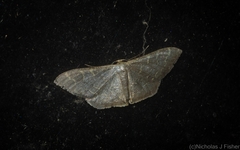 Idaea coercita