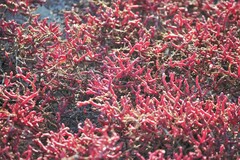 Salicornia