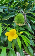 Allamanda cathartica