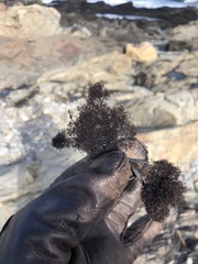 Vertebrata lanosa