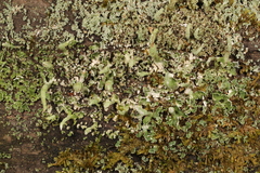 Cladonia ochrochlora