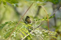 Phylloscopus proregulus