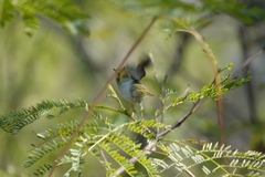 Phylloscopus proregulus