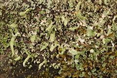 Cladonia ochrochlora
