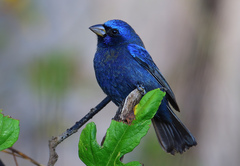 Cyanocompsa parellina