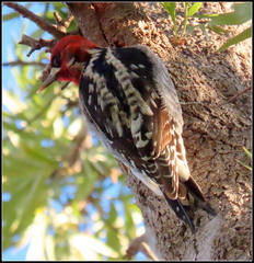 Sphyrapicus ruber × nuchalis