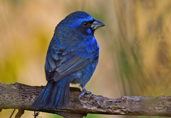 Cyanocompsa parellina