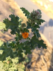 Sphaeralcea coulteri