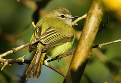 Myiopagis viridicata