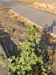 Sphaeralcea coulteri