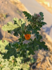 Sphaeralcea coulteri
