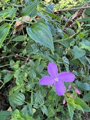 Arthrostemma ciliatum