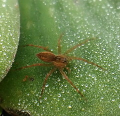 Dolomedes triton